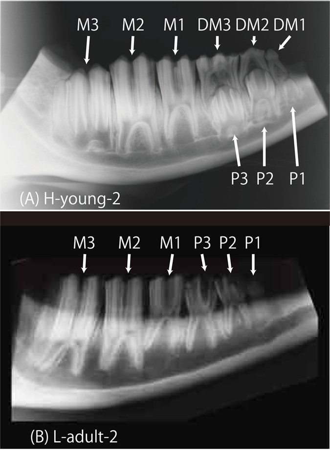 Figure 4- Dental radiographs of mandibular bones from young and adult cattle, srep24077-f4