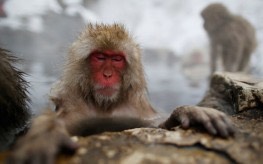 <Pic 1> Japanese monkey_animals-263x164